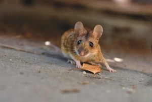 Quais as doenças transmitidas por ratos